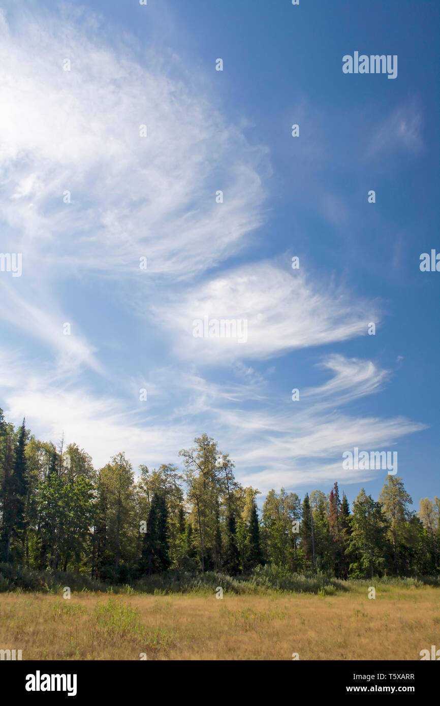 Cielo blu e nuvole bianche sopra la foresta selvaggia. Composizione verticale. Ampio angolo Foto Stock