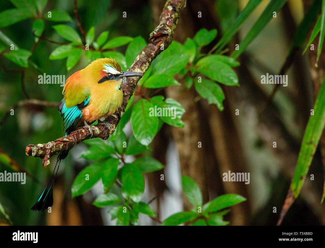 Turchese-browed motmot (Eumomota superciliosa) in Rincon de la Vieja National Park in Costa Rica Foto Stock