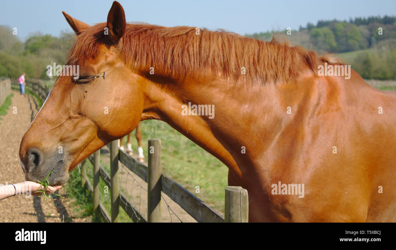 Castagna cavallo in un campo Foto Stock