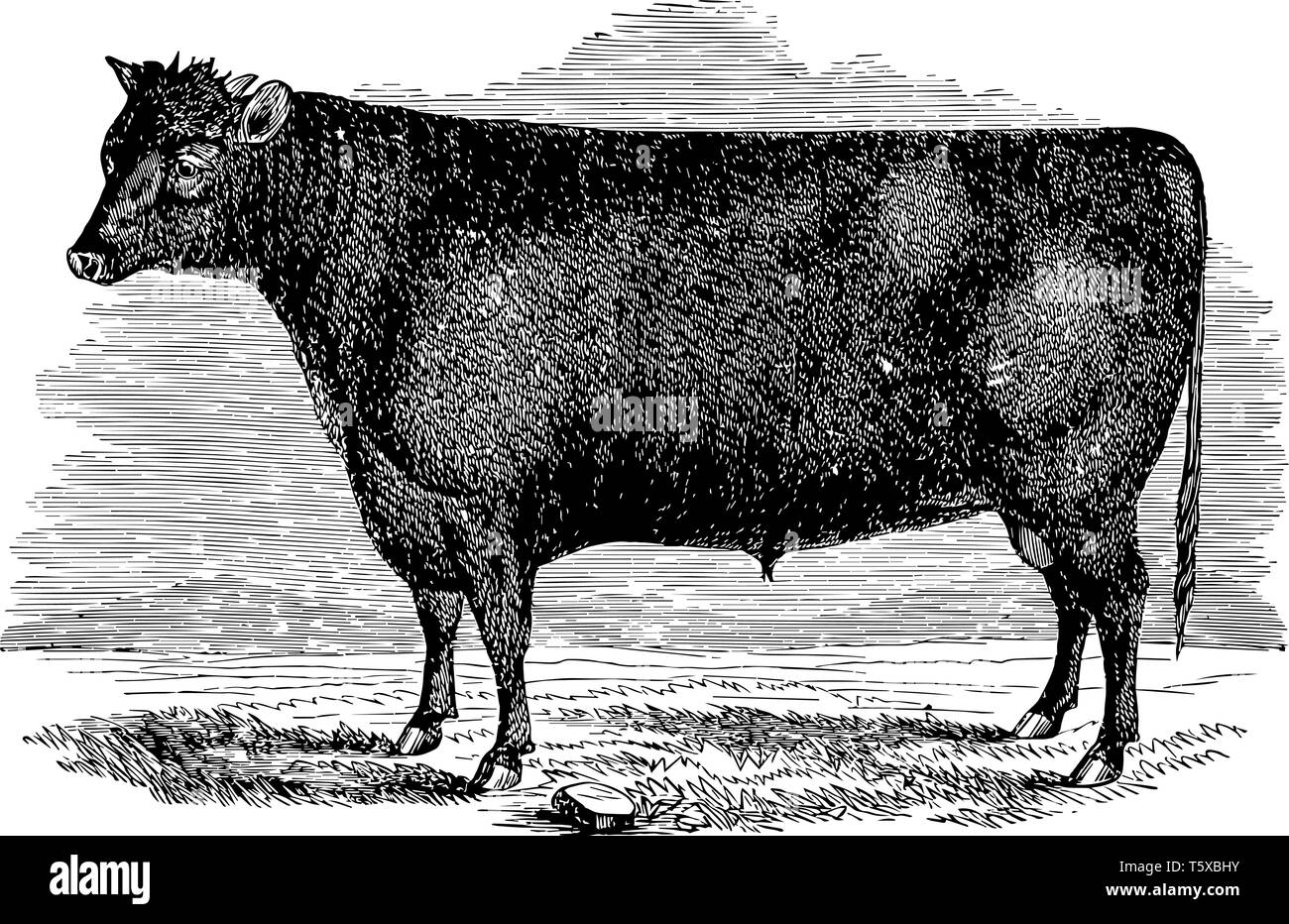 Devon Bull è un ricco rosso o tawny vintage colore disegno della linea di incisione o illustrazione. Illustrazione Vettoriale