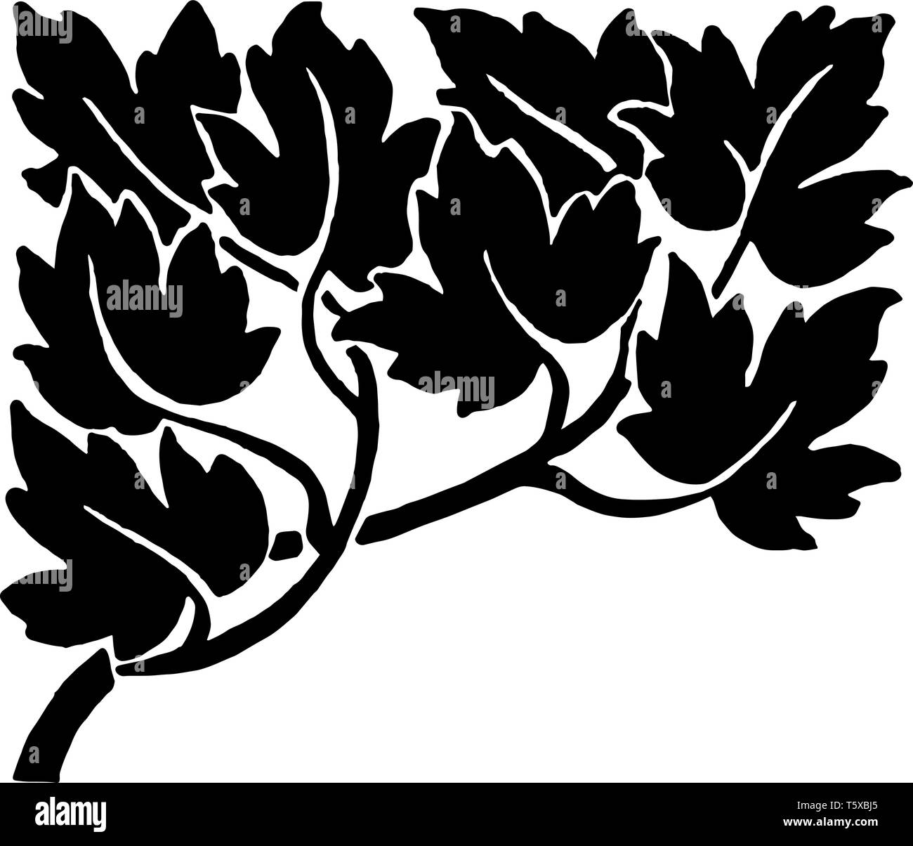 Frondose partitore hanno foglie scure nel suo design vintage disegno della linea di incisione o illustrazione. Illustrazione Vettoriale