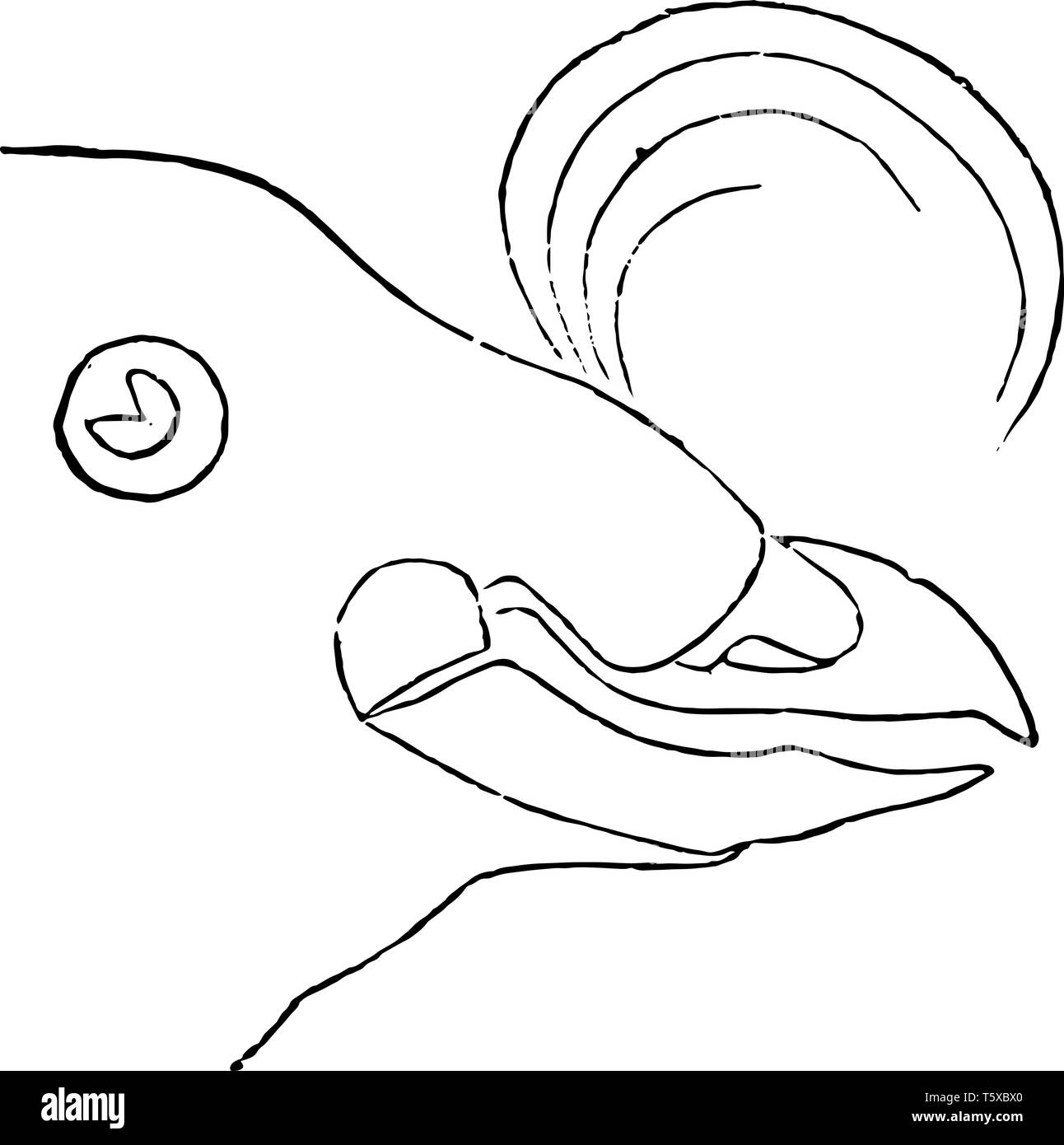 Questa immagine rappresenta la Crested Auk in estate vintage disegno della linea di incisione o illustrazione. Illustrazione Vettoriale