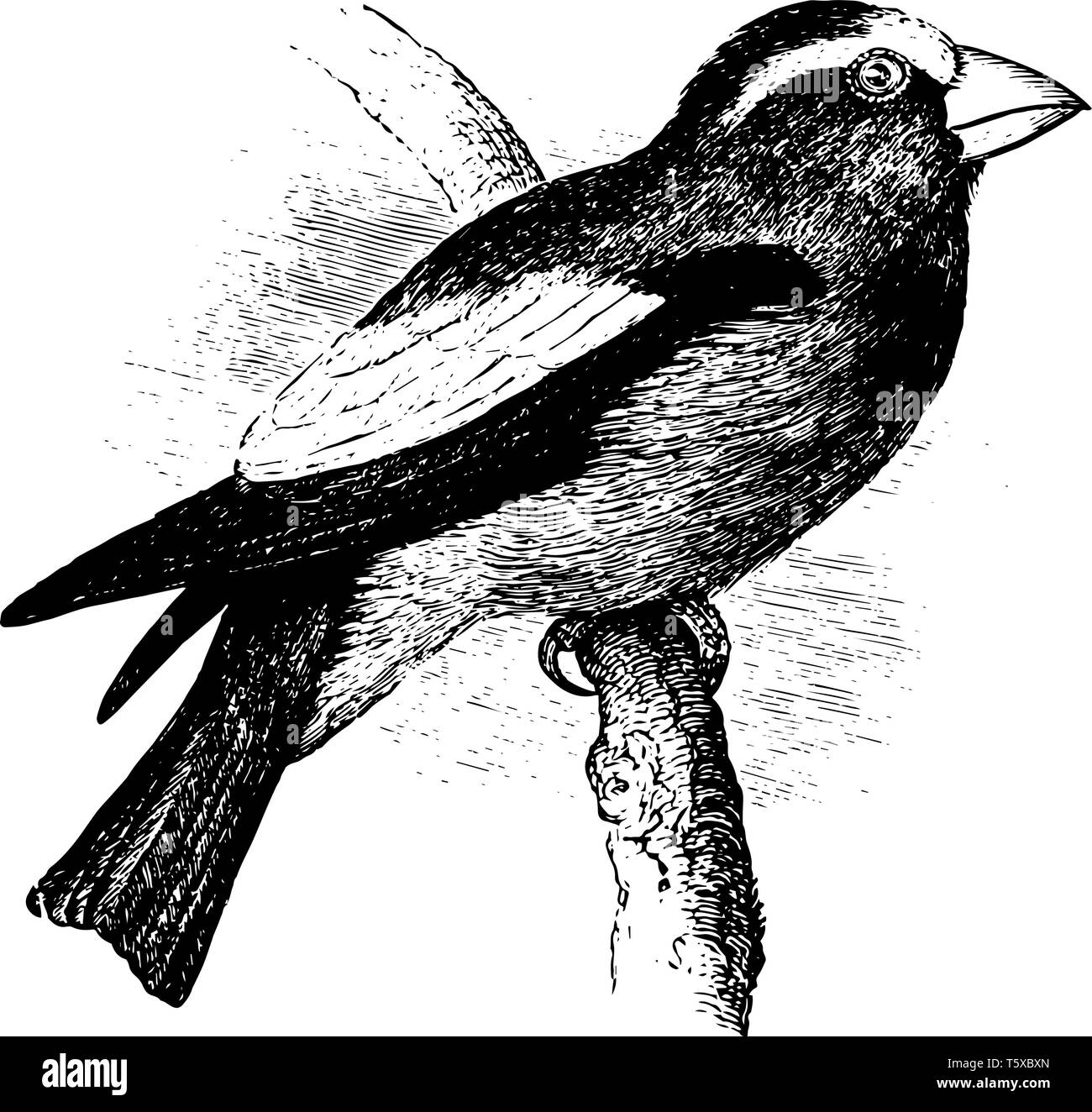 Sera Grosbeak in cui il rivestimento di ali nero e giallo linea vintage disegno incisione o illustrazione. Illustrazione Vettoriale