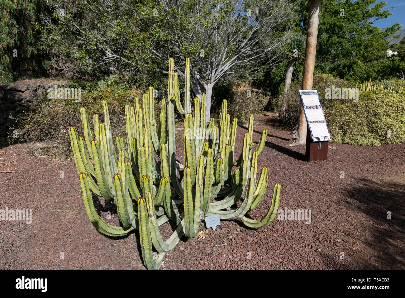 Cardon Canario tree (Euphorbia Canarian) in open-air museum vicino Priramid Guimar sull isola di Tenerife Foto Stock