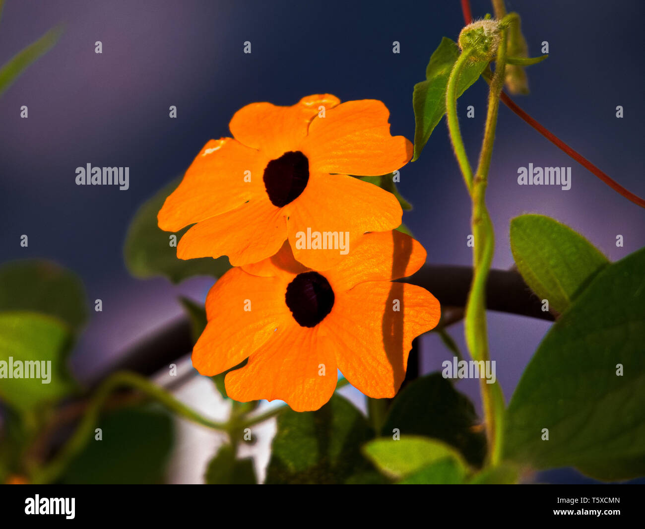 Fiore chiamato Black Eyed susan nel mio giardino Foto Stock