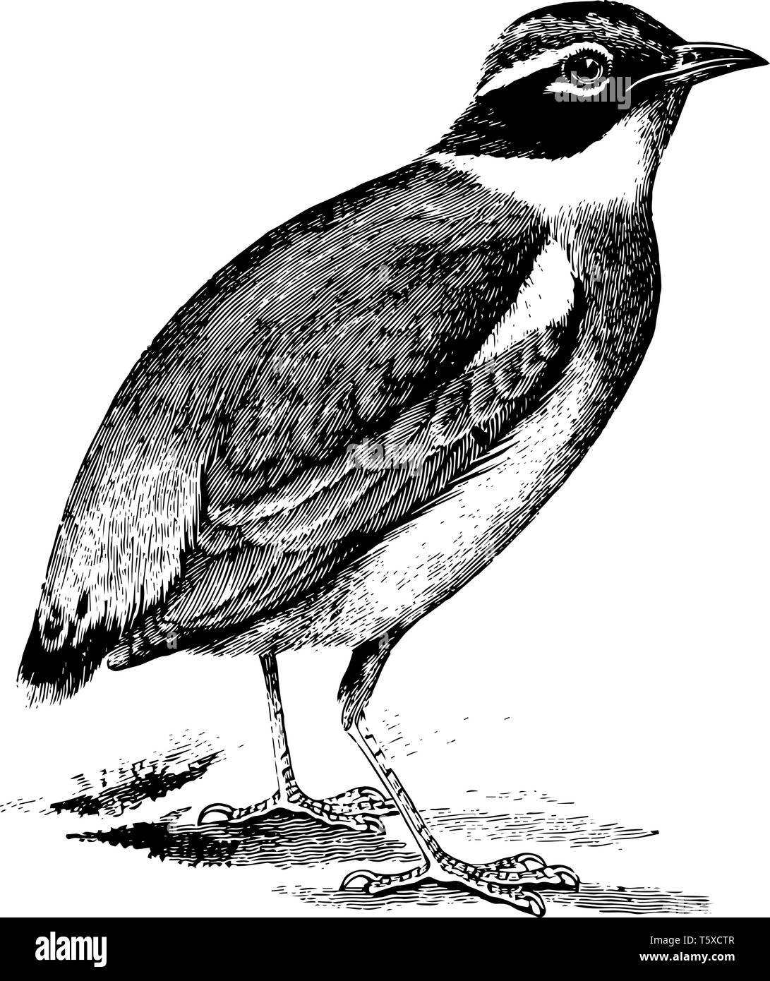 Indian Pitta è un uccello passerine nativo per il subcontinente indiano, vintage disegno della linea di incisione o illustrazione. Illustrazione Vettoriale