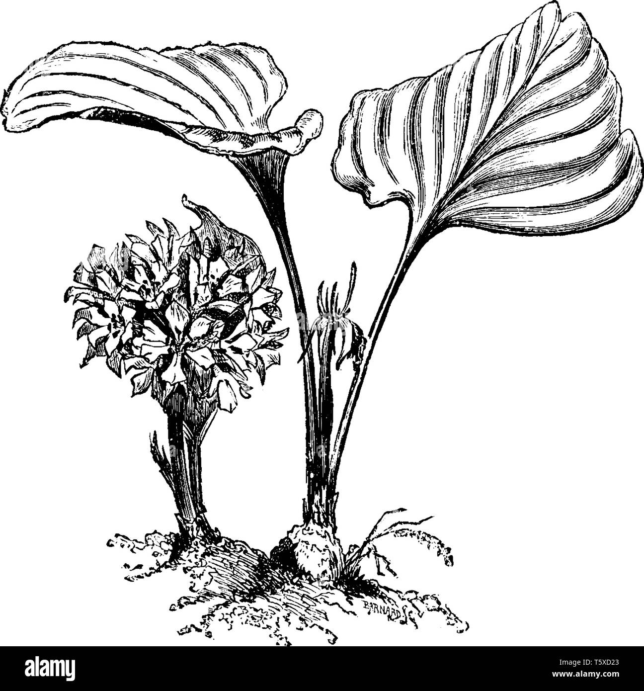 Una foto mostra Eurycles Cunninghami, noto anche come giglio di Brisbane. Essa appartiene alla famiglia Amaryllidaceae e nativi in Australia. I fiori sono bianchi Illustrazione Vettoriale