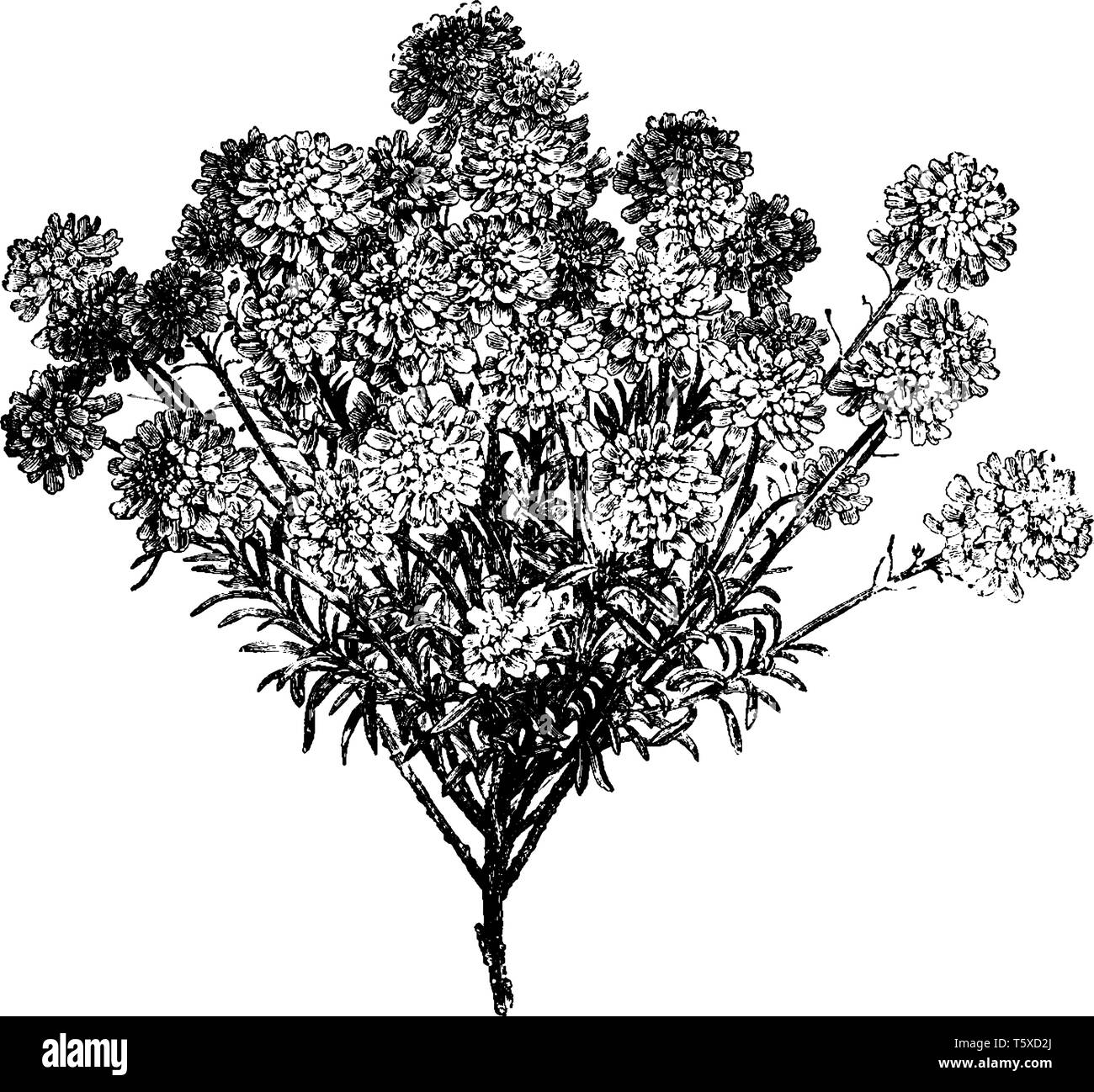 Iberis Sempervirens sono bianco puro fioritura delle piante, vintage disegno della linea di incisione o illustrazione. Illustrazione Vettoriale