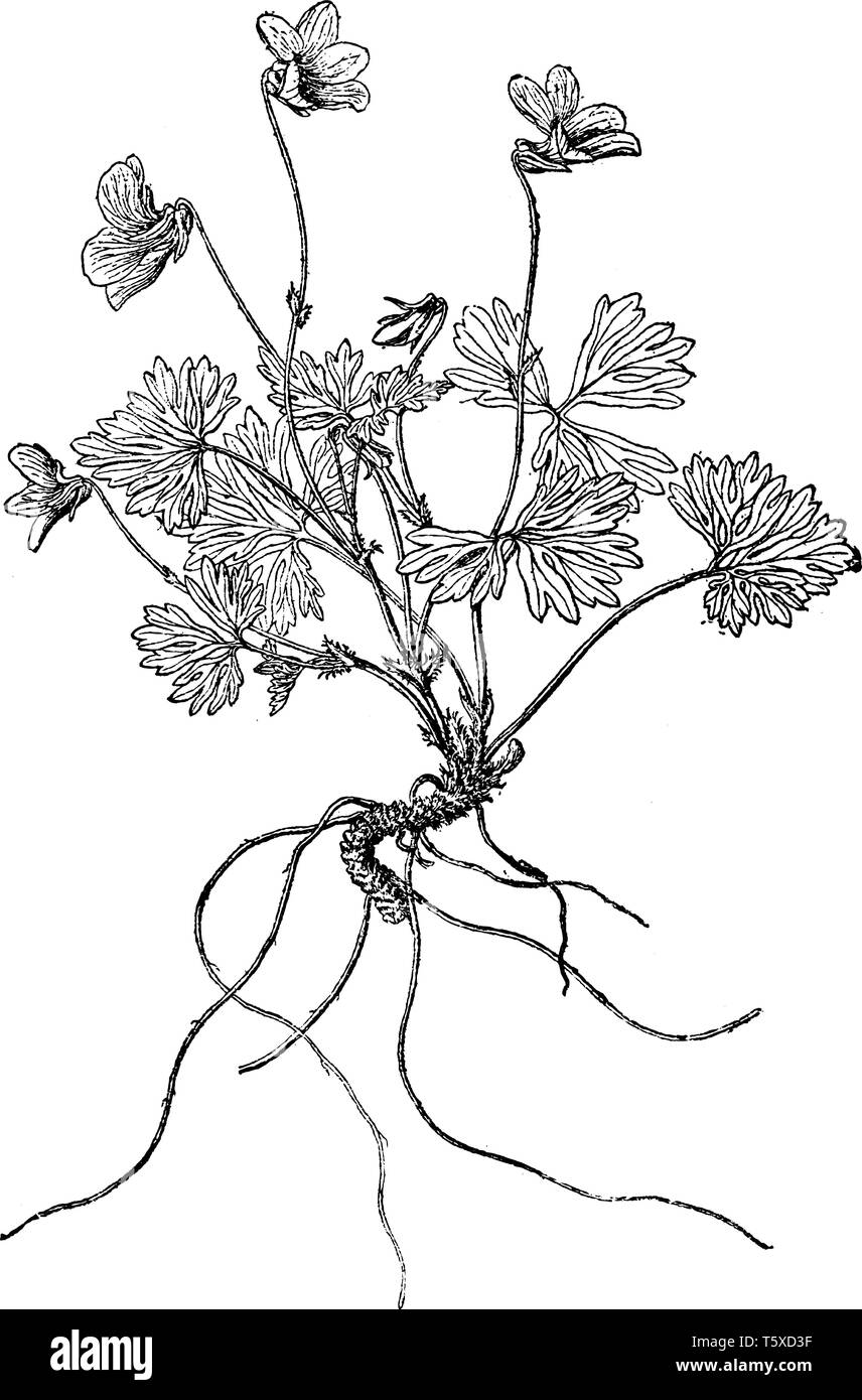 Un'immagine mostra il ramo di Viola Sheltonii impianto. La ventola-come lame di balestra sono ciascuna divisa in foglioline che sono profondamente dissezionato in stretta segmen Illustrazione Vettoriale Un'immagine mostra il ramo di Viola Sheltonii impianto. La ventola-come lame di balestra sono ciascuna divisa in foglioline che sono profondamente dissezionato in stretta segmen Illustrazione Vettoriale