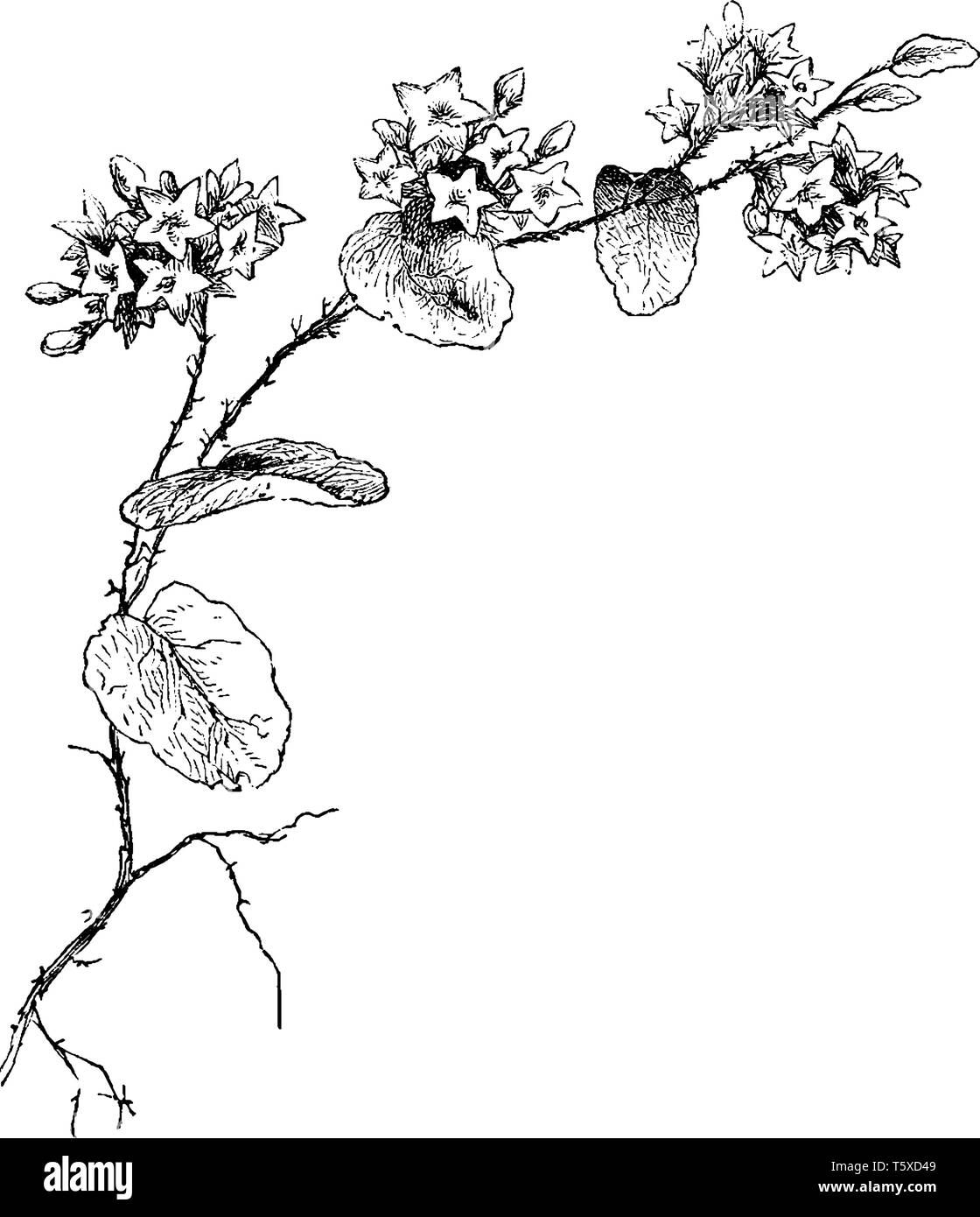 Foto di un fiore noto come Mayflower. Questo fiore si trova nella provincia di Terranova a Florida, a ovest verso il Kentucky e il nord-ovest del territorio. È anche te Illustrazione Vettoriale