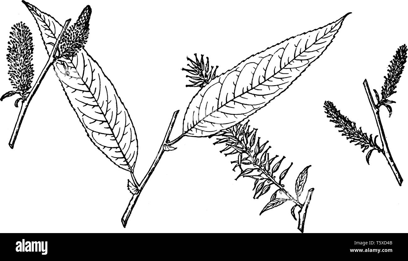 La figura mostra il ramo di Salix Missouriensis. Le foglie sono a forma di cuore alla base e sono hairy sotto. Questo multi-trunked piccolo albero ha scuro, Illustrazione Vettoriale
