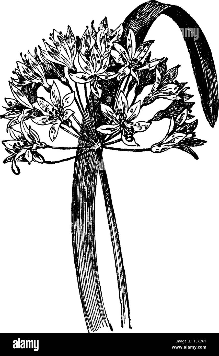 Agapanthus Umbellatus fiori sono blu e le foglie sono due piedi lunghi e numerosi, vintage disegno della linea di incisione o illustrazione. Illustrazione Vettoriale