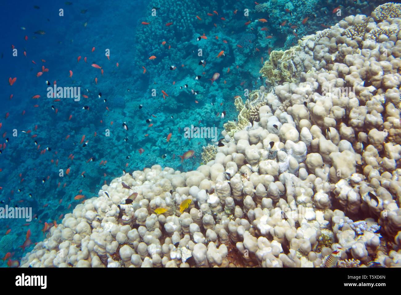 La vita subacquea del Mar Rosso in Egitto. I pesci di acqua salata e la barriera corallina. Scuola di pesce Foto Stock