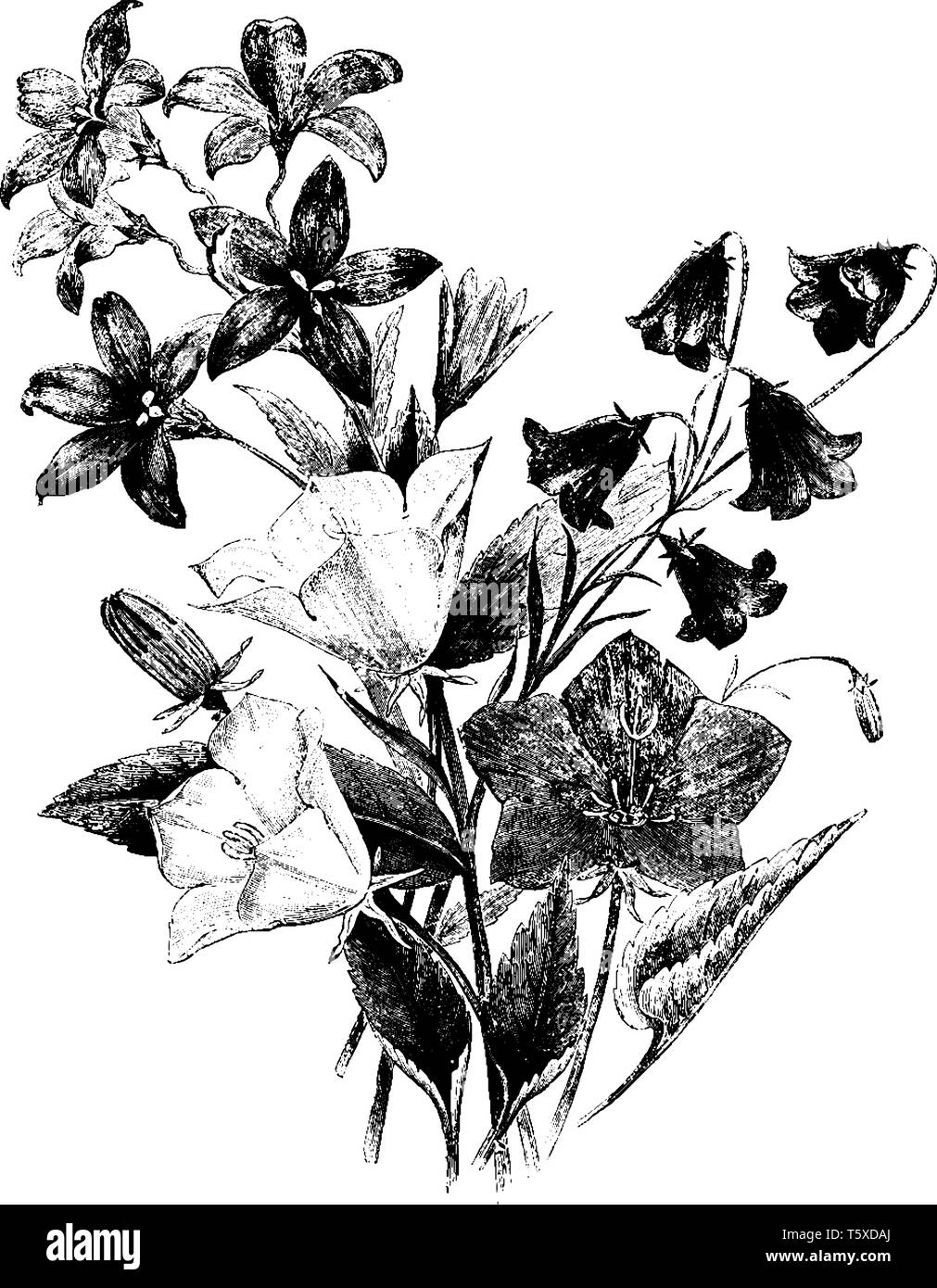 Questa è una foto di gruppo di Campanulas. Esso ha per lo più blu al viola, bianco a fiori di colore rosa con cinque- lobate corolla, vintage disegno della linea o engrav Illustrazione Vettoriale