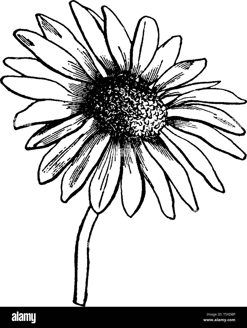 Una foto mostra broccoli. Essa appartiene alla famiglia asteraceae. Fiorellino è un fiore di piccole dimensioni che è parte di un più grande fiore. Si tratta di broccoli di un fiore. Illustrazione Vettoriale