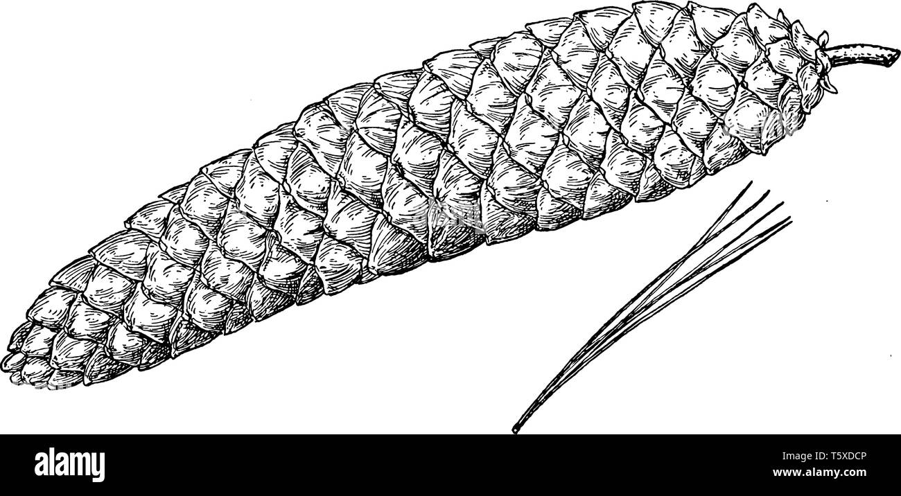Il cono di pino di zucchero a pino. Questi alberi sono noti anche come Pinus Lamertiana, vintage disegno della linea di incisione o illustrazione. Illustrazione Vettoriale