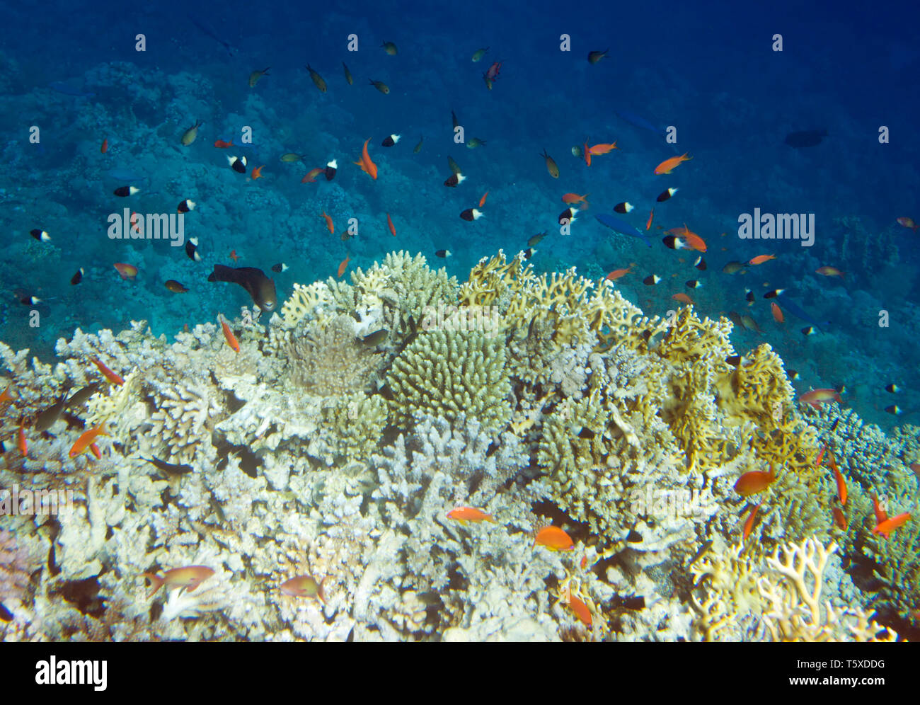 La vita subacquea del Mar Rosso in Egitto. I pesci di acqua salata e Coral reef di Colonia Foto Stock
