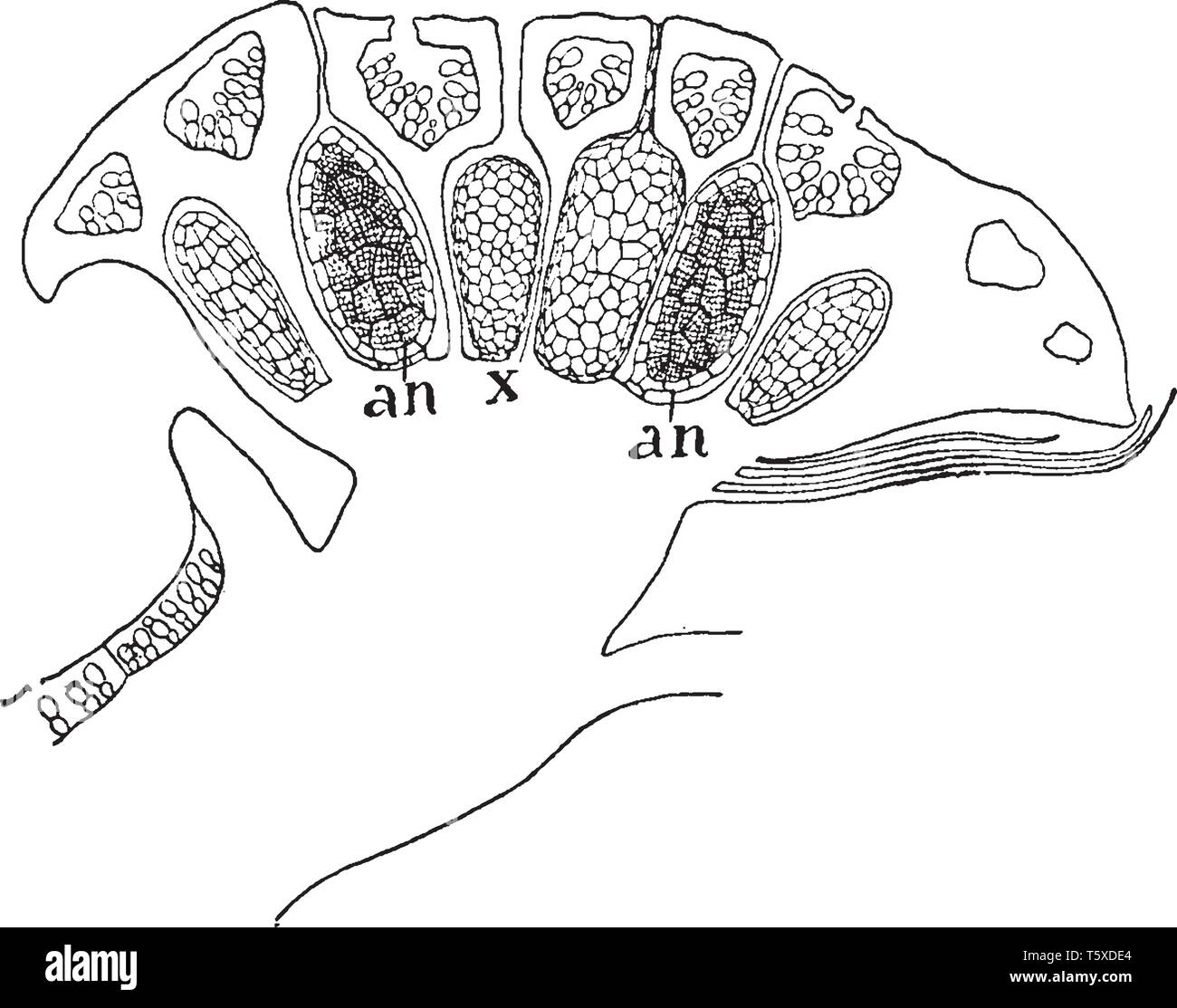 Si tratta di un incrocio di un giovane ramo antheridial ed è organo riproduttivo di fioritura delle piante, vintage disegno della linea di incisione o illustrazione Illustrazione Vettoriale