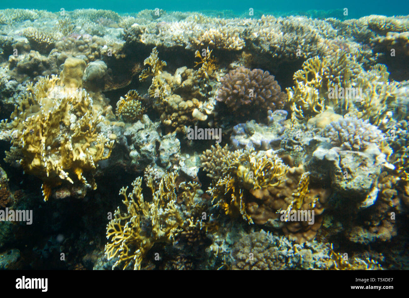 La vita subacquea del Mar Rosso in Egitto. I pesci di acqua salata e Coral reef di colonia. La luce del sole nelle profonde acque blu Foto Stock