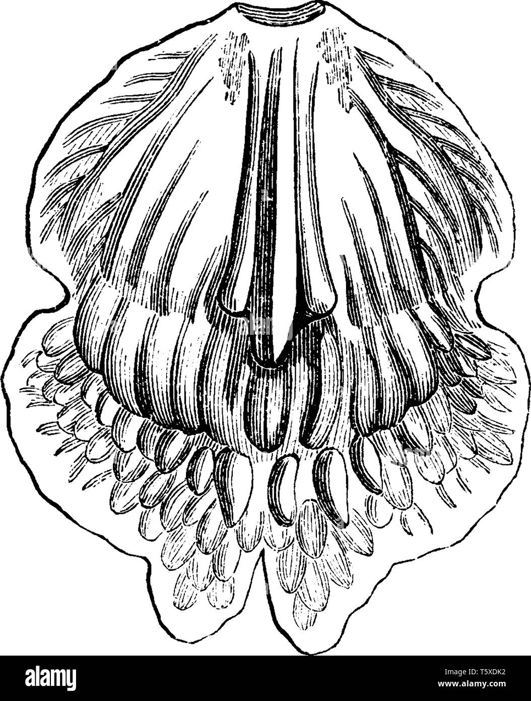 Warrea è un genere di piante di fioritura di orchidee, famiglia Orchidaceae. Essa ha tre specie note, tutti nativi per l'America Latina. Un labbro di Warrea Bi Illustrazione Vettoriale