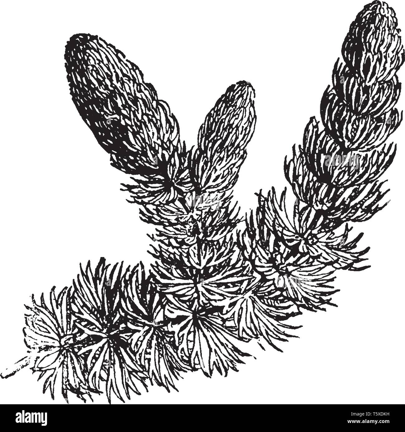L'immagine mostra un Hornwort. Si tratta di erbe acquatiche, con whorled, finemente dissezionati foglie rigida. Hornworts sono un gruppo di non-pianta vascolare costituente Illustrazione Vettoriale