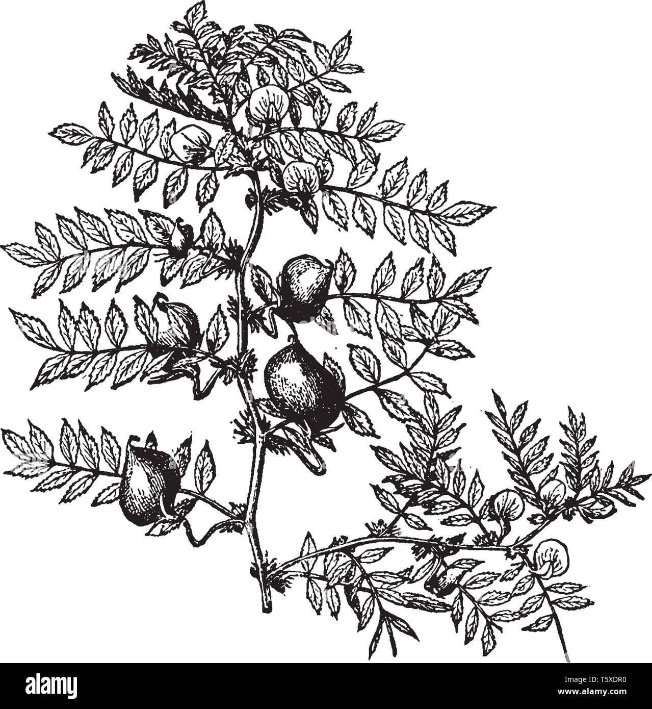 Si tratta di un ramo di cece.i suoi semi sono ad alto contenuto di proteine.It viene utilizzato per la cottura, vintage disegno della linea di incisione o illustrazione. Illustrazione Vettoriale