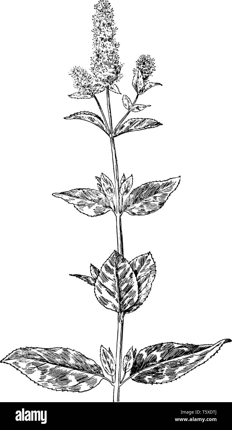 La Menta Piperita (Mentha piperita) è una pianta aromatica, creata dalla fusione di watermint e menta verde. Esso è utilizzato nella produzione di menta piperita oi Illustrazione Vettoriale