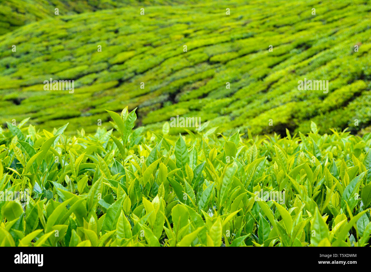 Le piantagioni di tè in Munnar Foto Stock
