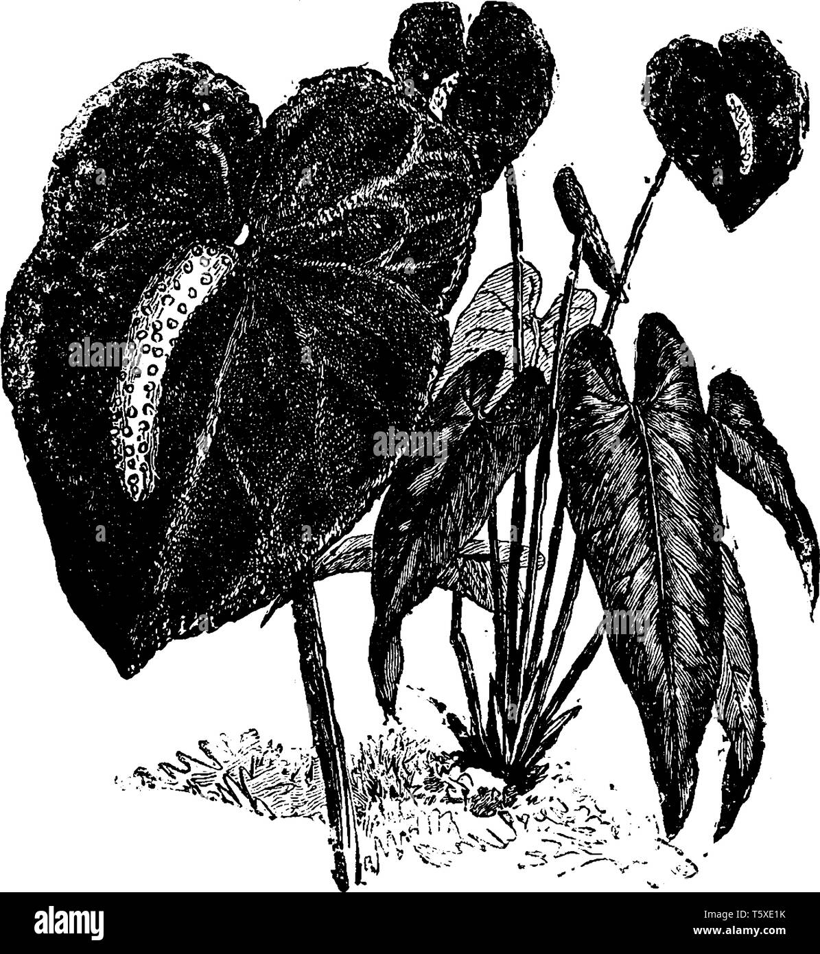 Una foto che mostra il fiore di Anthurium Andraeanum. Il picco del fiore è da tre a quattro pollici di lunghezza e di colore giallognolo con una banda bianca, vin Illustrazione Vettoriale