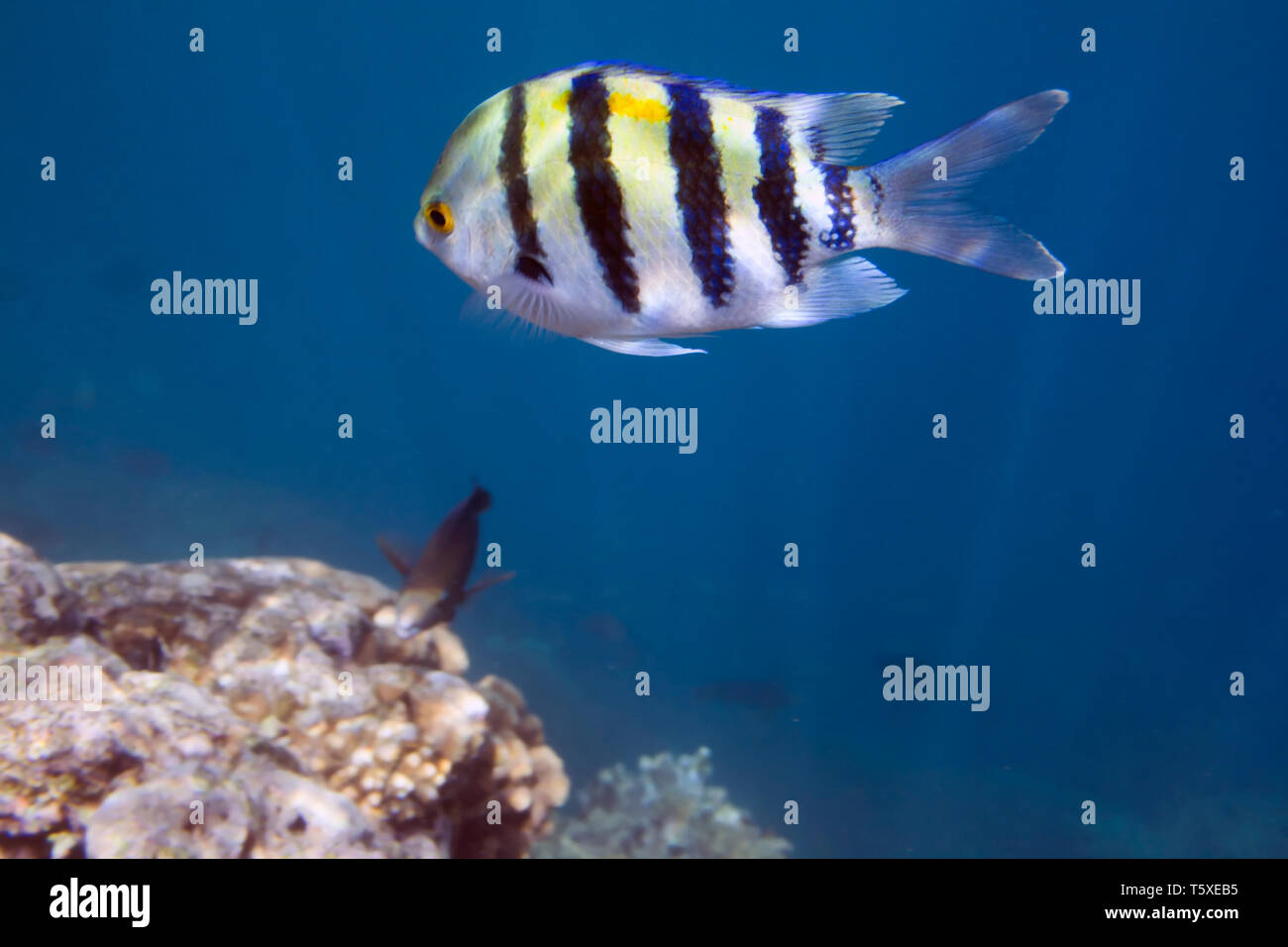 Castagnole Abudefduf sexfasciatus. Sergente maggiore di pesce. La vita subacquea del Mar Rosso in Egitto. I pesci di acqua salata e la barriera corallina. Foto Stock