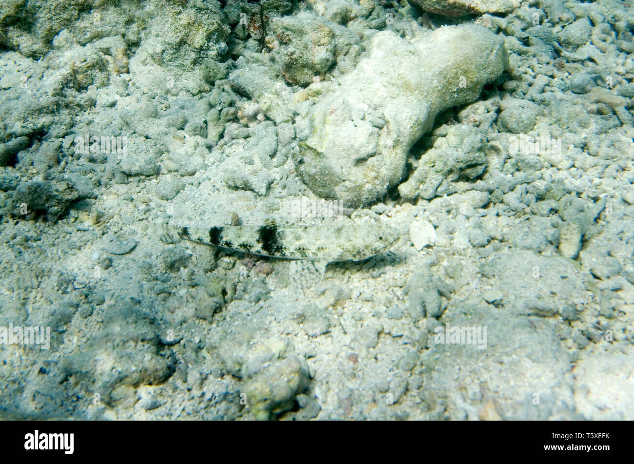 Chiazzato sandperch. Parapercis hexophthalma. La vita subacquea del Mar Rosso in Egitto. I pesci di acqua salata e Coral reef di Colonia Foto Stock