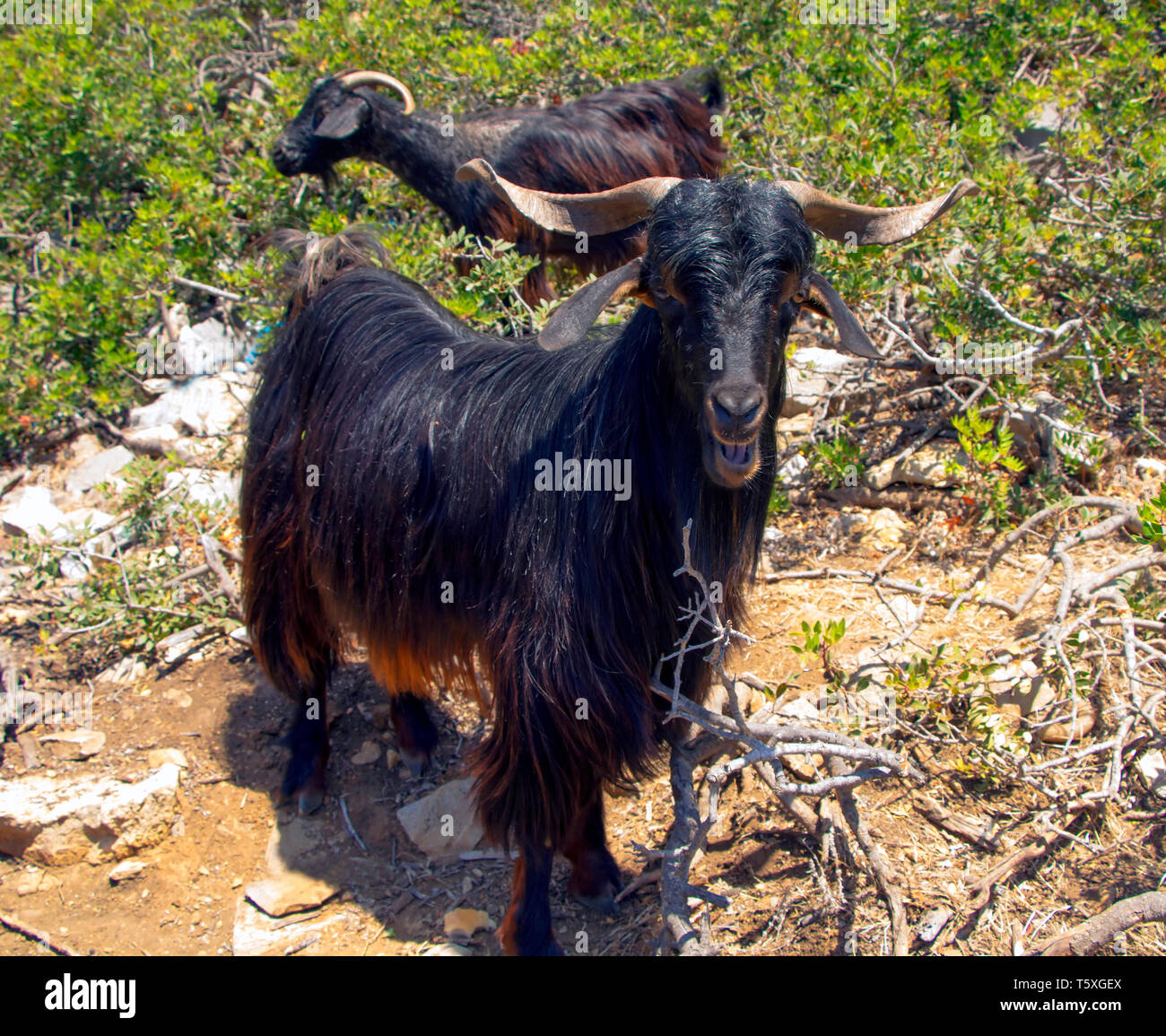 Selvatica capra nero sull isola nel mare Egeo Foto Stock