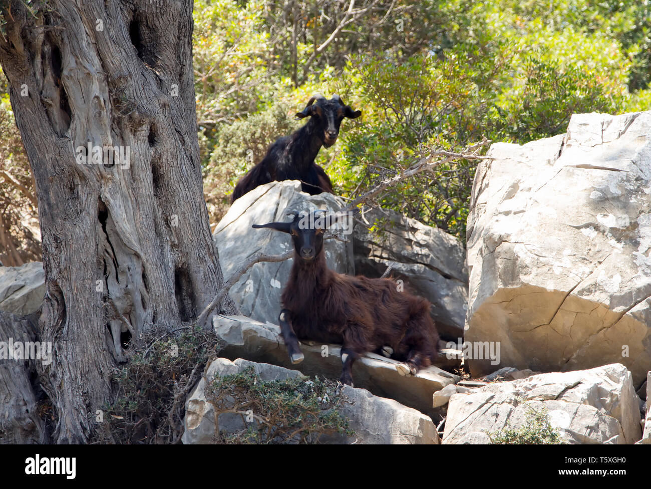 Due selvatici di montagna capre di nero nella foresta. Foto Stock