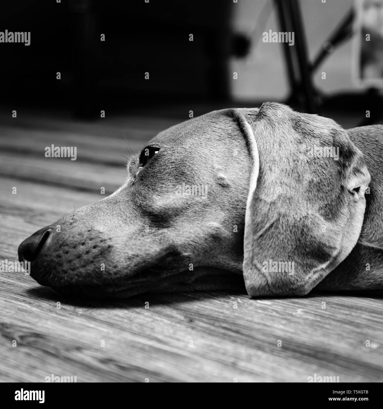 Weimaraner giacente sul lato | scarsamente cucciolo di cane, giacente sul lato Foto Stock