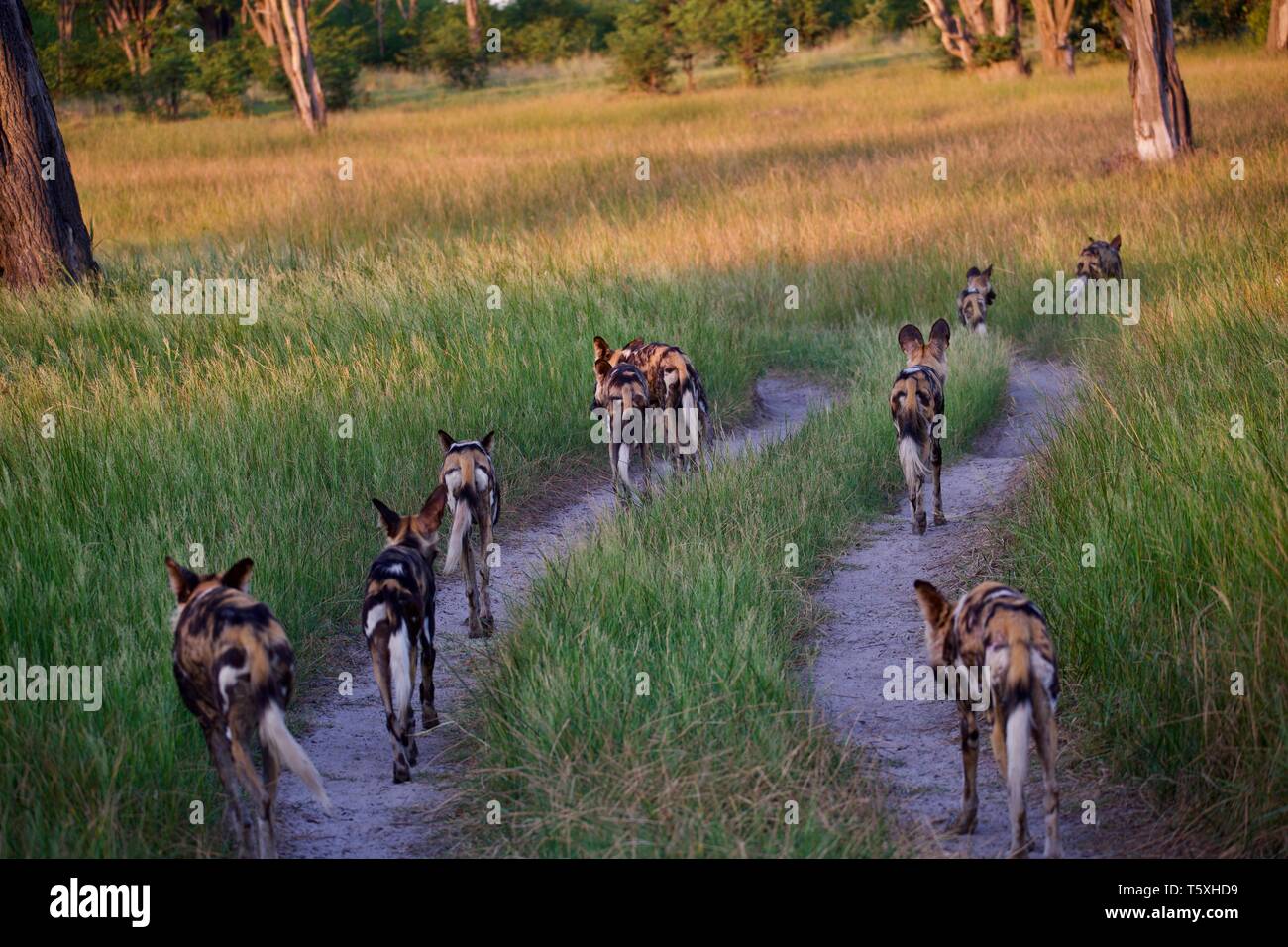 Cani selvatici di moremi sulla caccia Foto Stock
