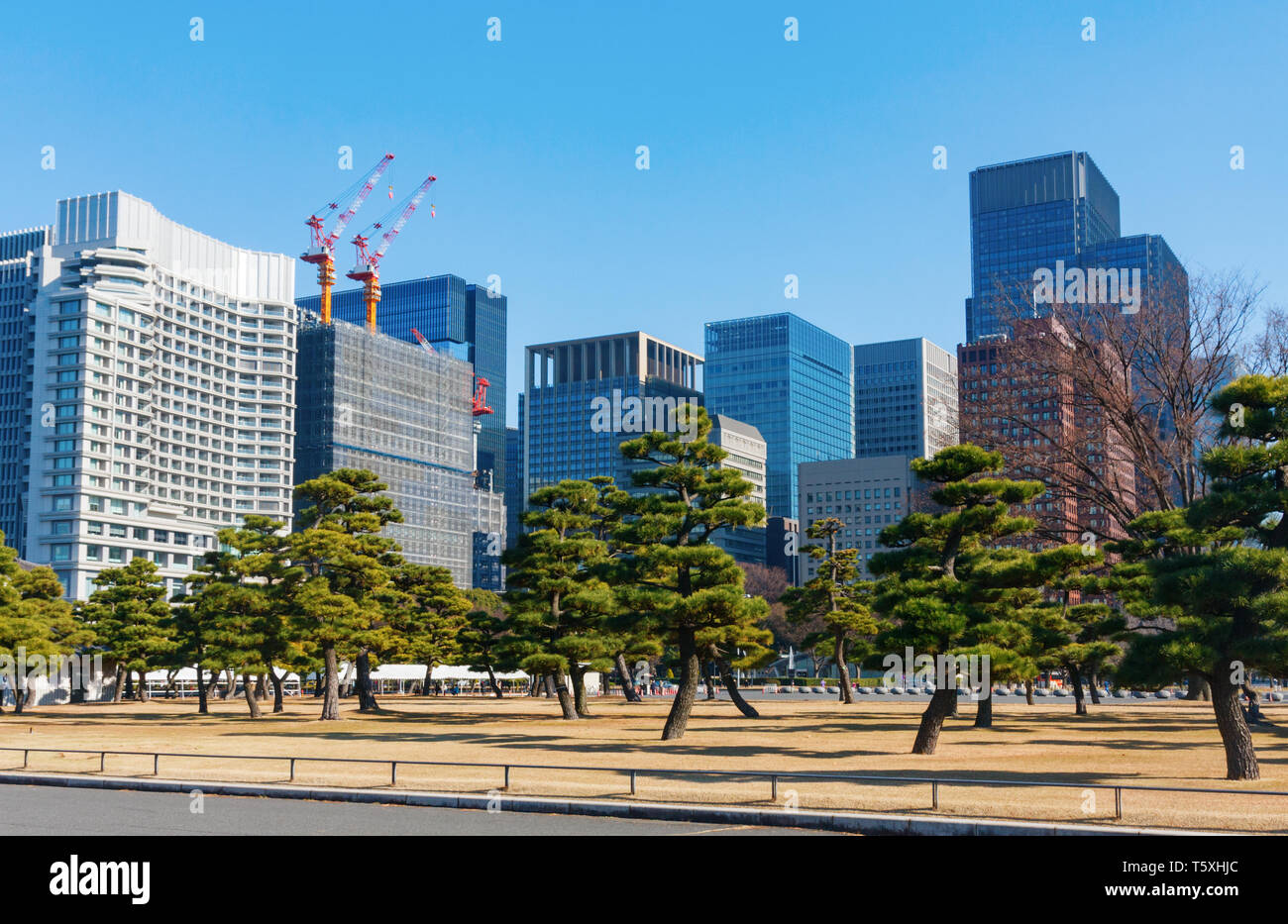 Alberi di pino della Kokyo Gaien Giardino Nazionale Plaza con alti edifici adibiti ad uffici della Marunouchi business, distretto in background. Tokyo, Giappone. Foto Stock