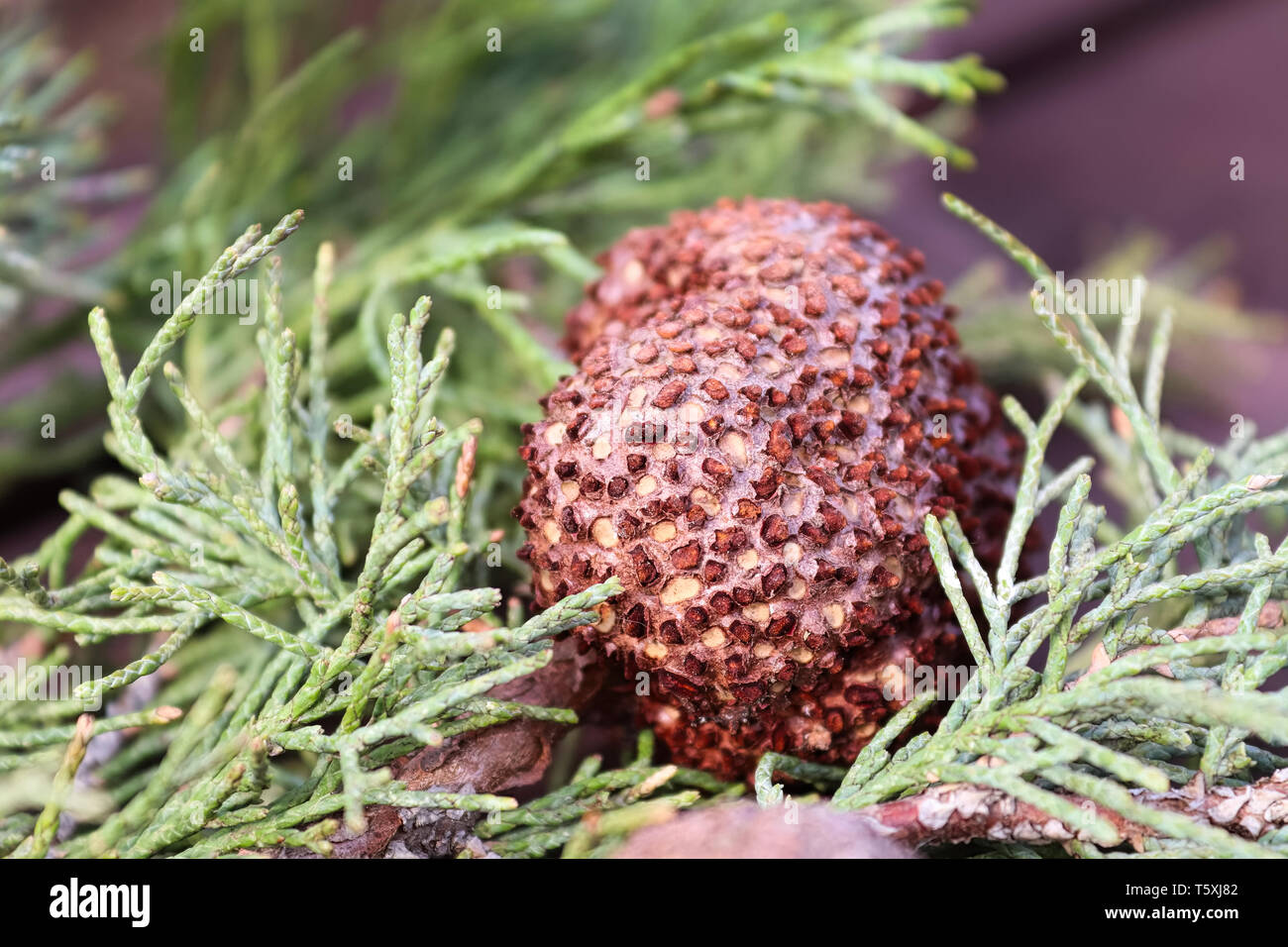 Un gallo di ginepro biancospino ruggine su un ramo di ginepro. Foto Stock