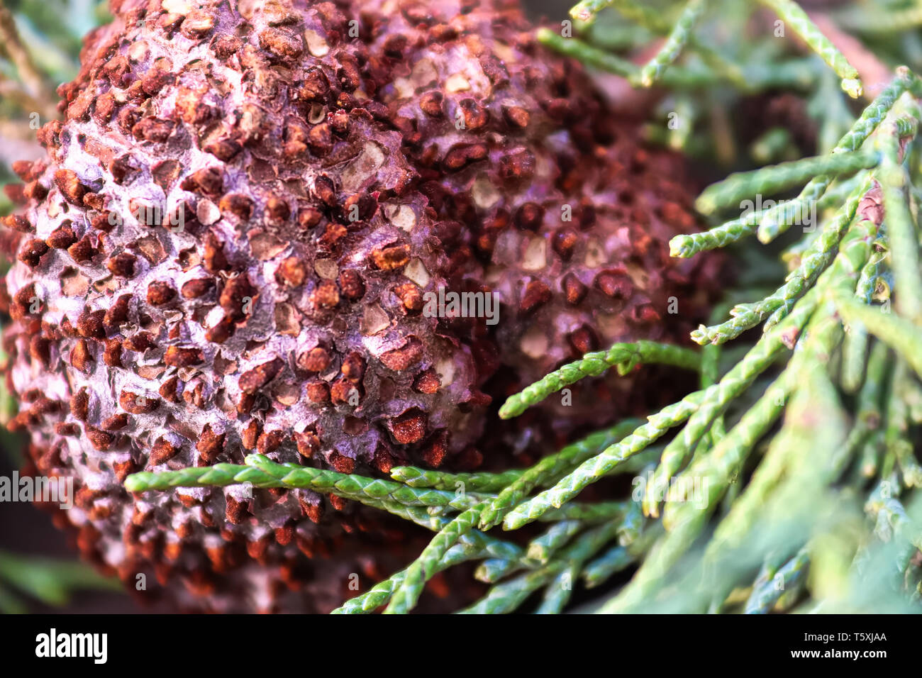 Primo piano di ginepro biancospino ruggine sul cedro. Foto Stock