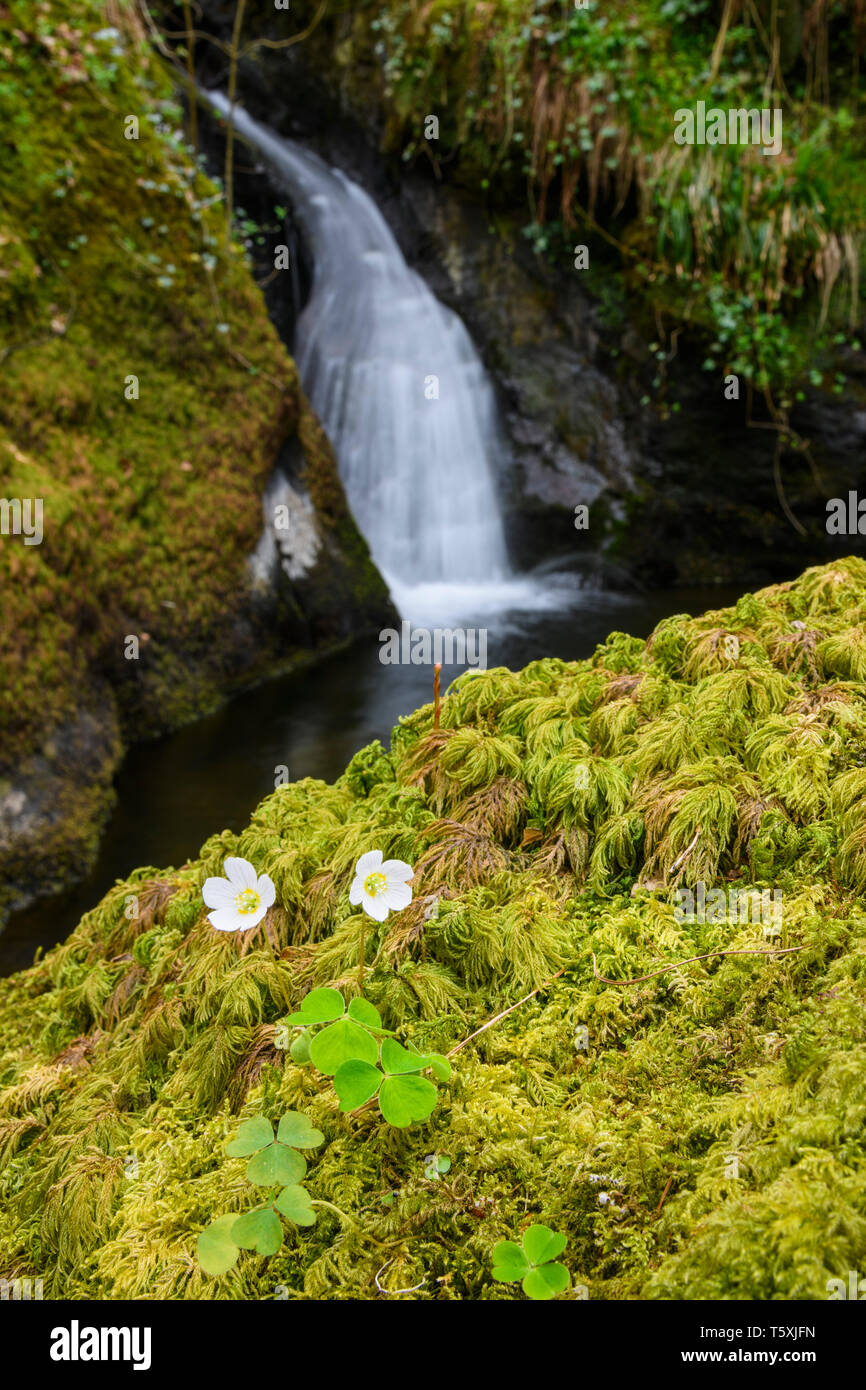Wood Sorrel e cascate sul Castramon Cleuch, vicino a Gatehouse of Fleet, Dumfries & Galloway, Scozia Foto Stock