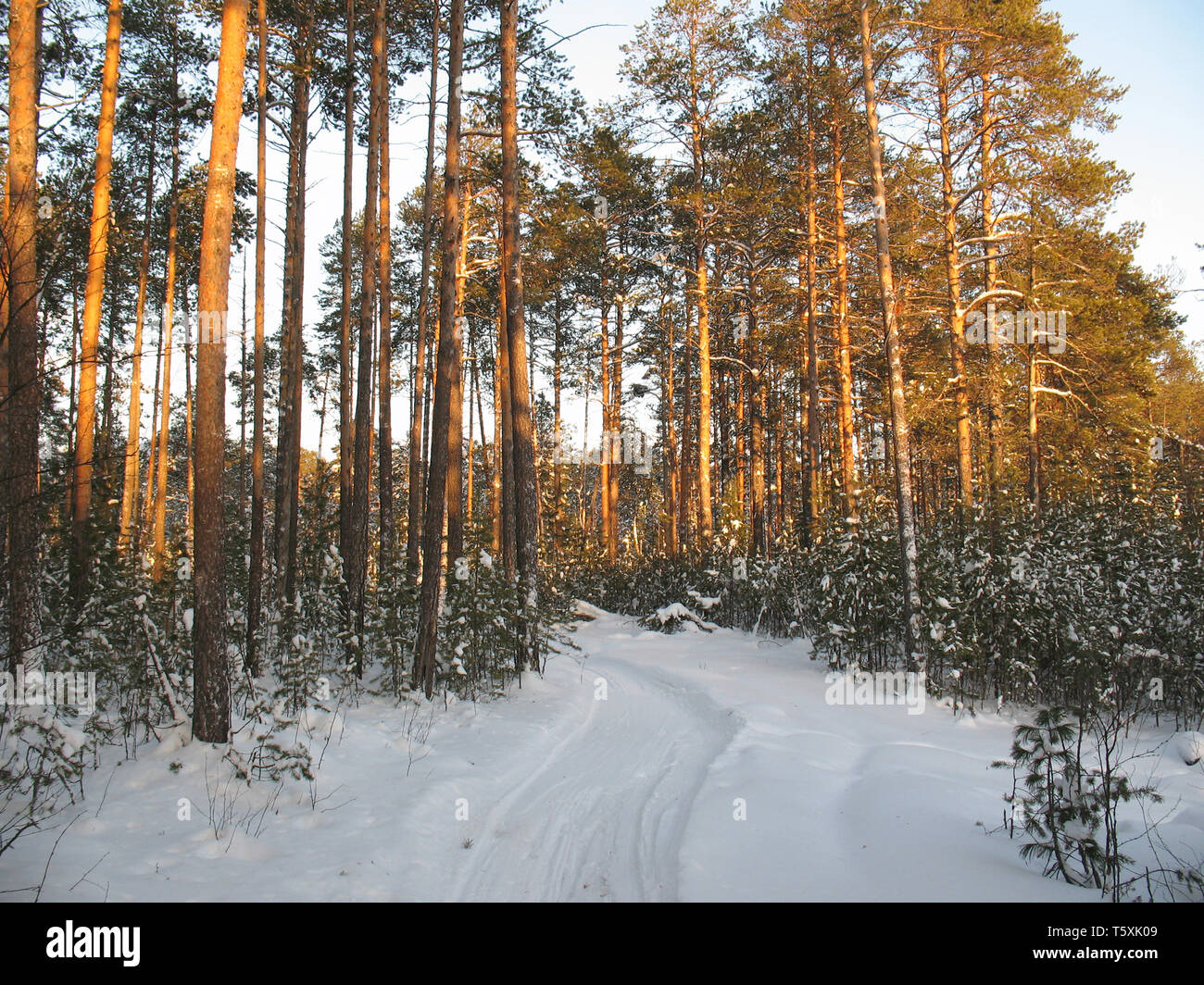 Pista di Sci nel gelido silenzio foresta. Frost nella giornata di sole. Wild taiga siberiana. Foto Stock