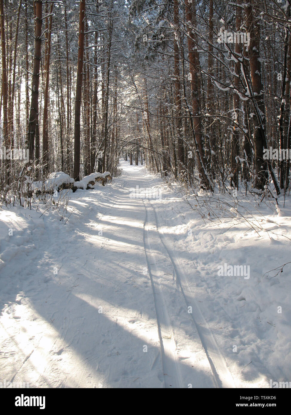 Pista di Sci nel gelido silenzio foresta. Frost nella giornata di sole. Wild taiga siberiana. Foto Stock