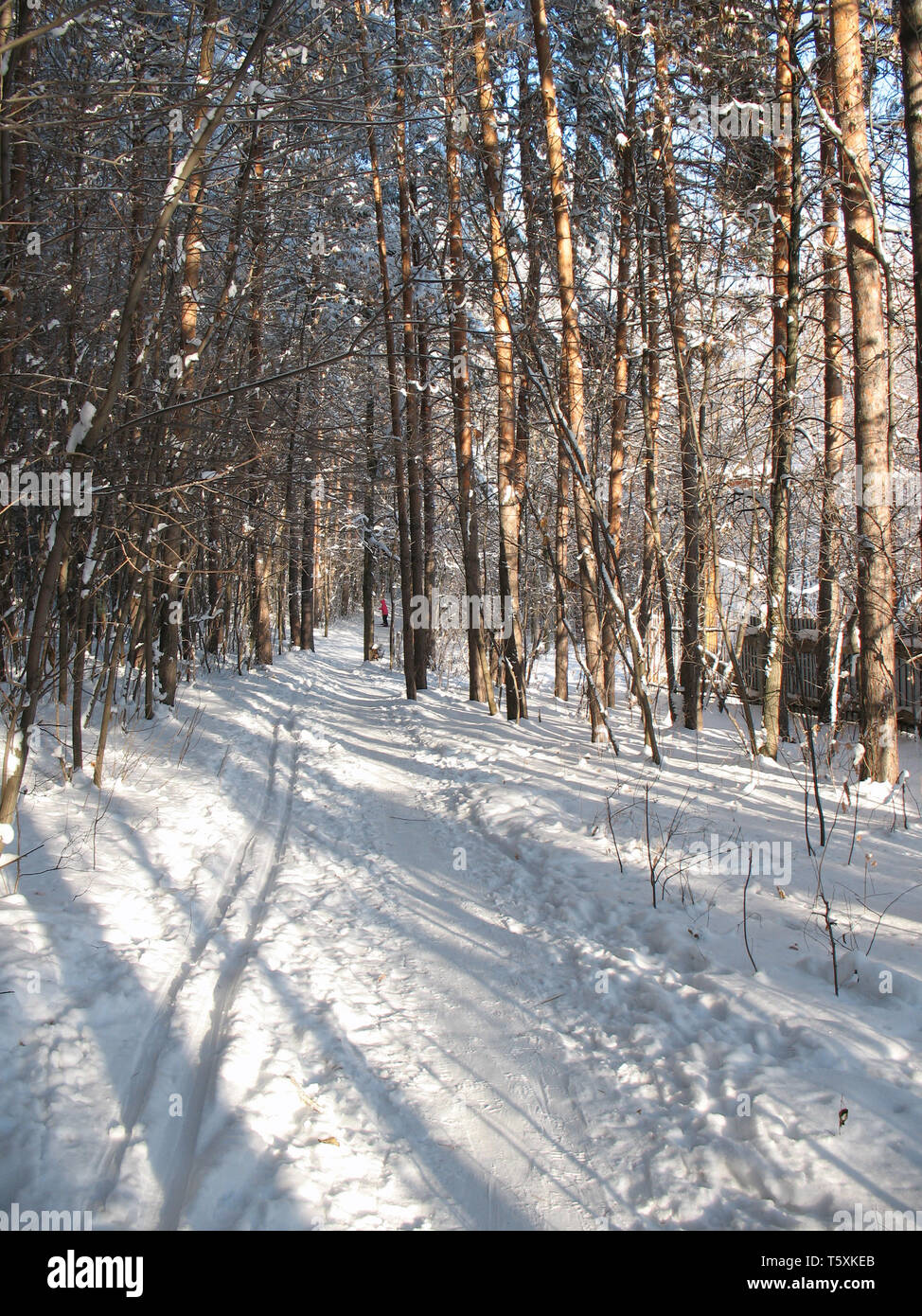 Pista di Sci nel gelido silenzio foresta. Frost nella giornata di sole. Foto Stock