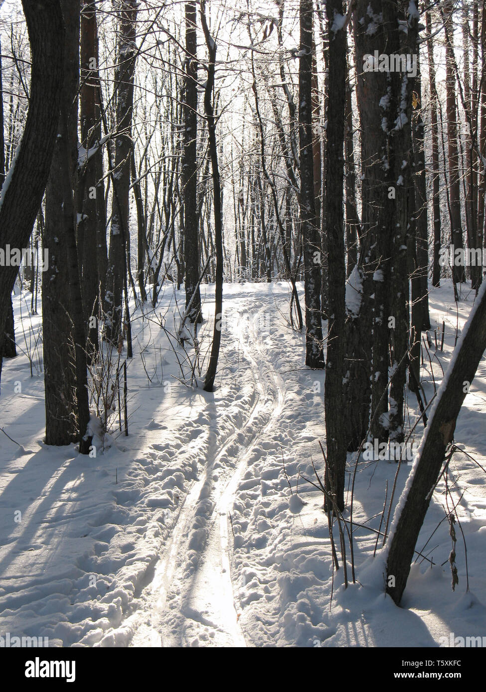 Pista di Sci nel gelido silenzio foresta. Frost nella giornata di sole. Foto Stock