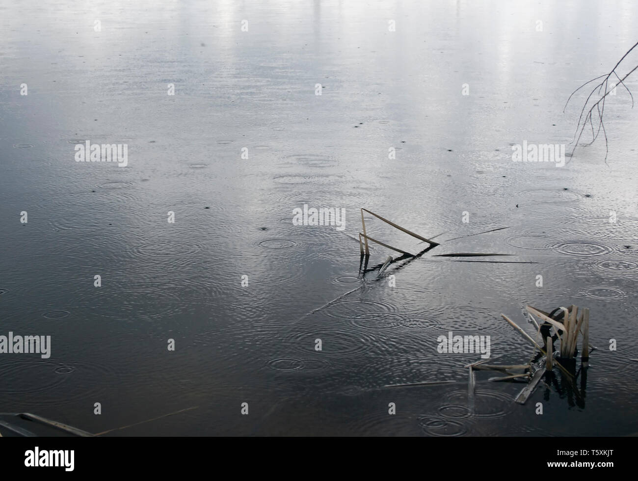 Autunno pioggia sulle sponde di un lago. Asciugare la canna da zucchero Foto Stock