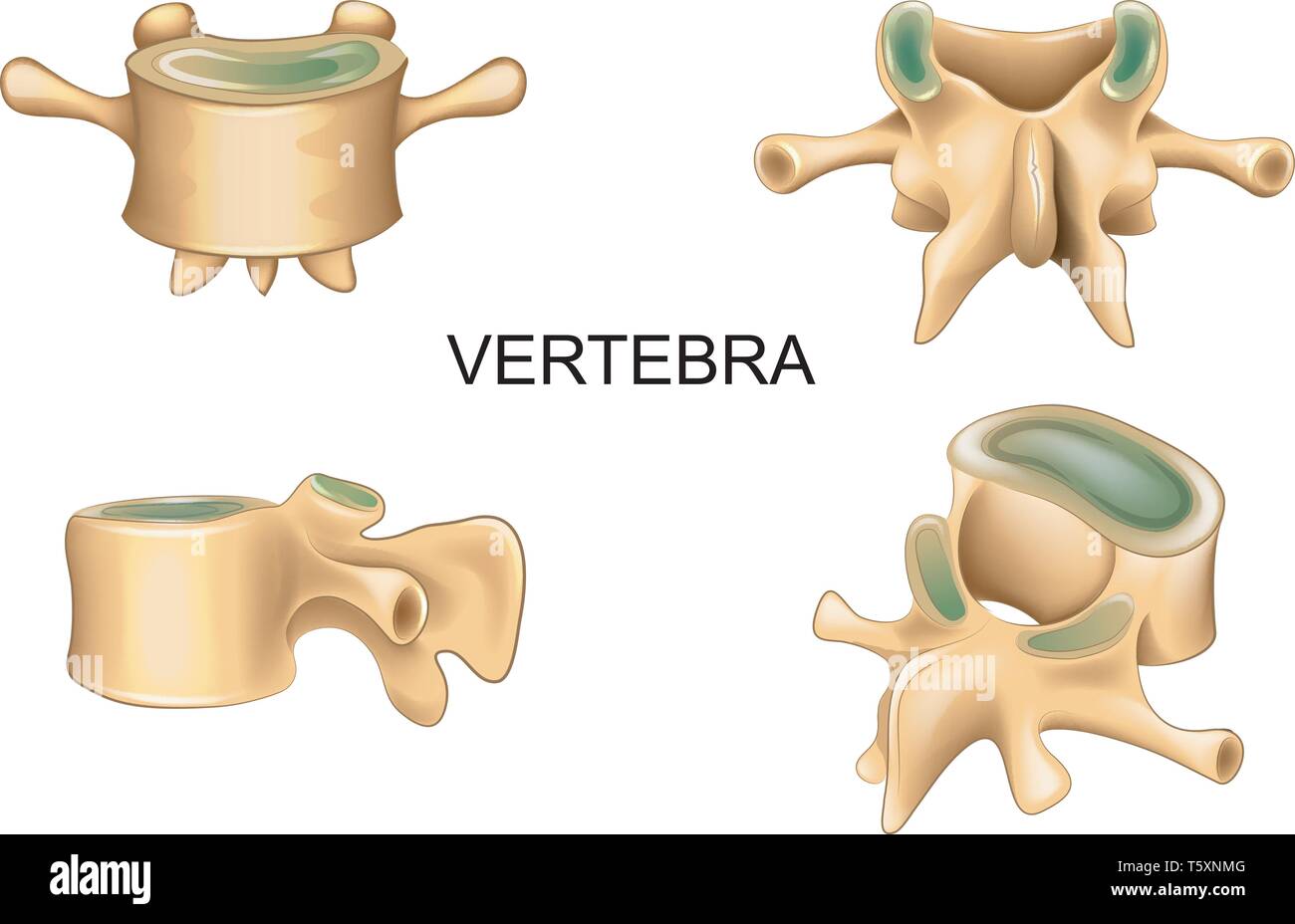 Illustrazione vettoriale di vertebra lombare in posizione differente Illustrazione Vettoriale