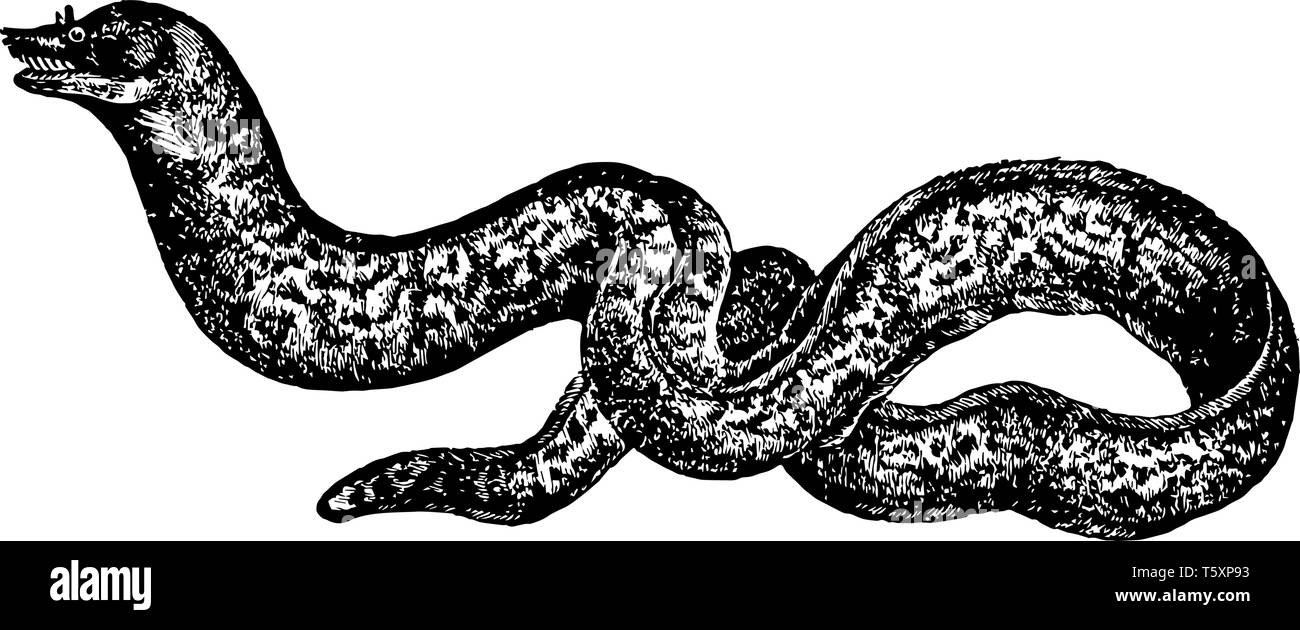 Murena è grande e cosmopolita anguille della famiglia Muraenidae vintage disegno della linea di incisione o illustrazione. Illustrazione Vettoriale