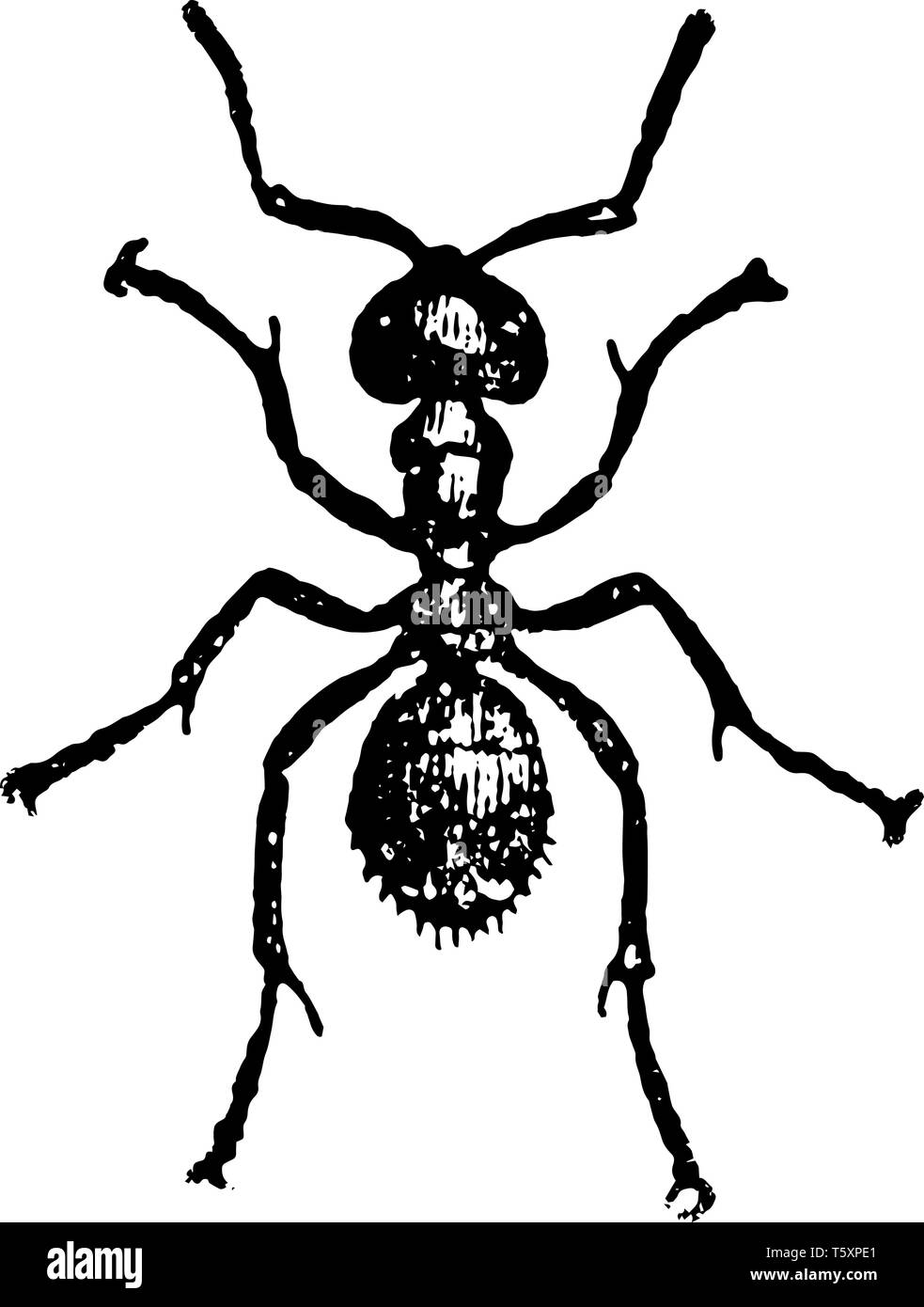 Horse Ant lavoratore fornire tutto il cibo e sono artefici del loro colonie meravigliosa linea vintage disegno incisione o illustrazione. Illustrazione Vettoriale
