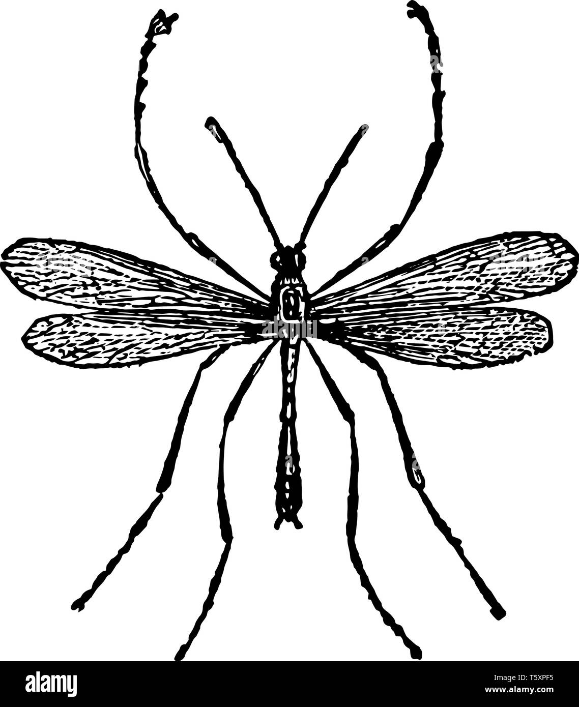Bittacus Tipularis si trovano sulle siepi e piante durante l'estate vintage disegno della linea di incisione o illustrazione. Illustrazione Vettoriale