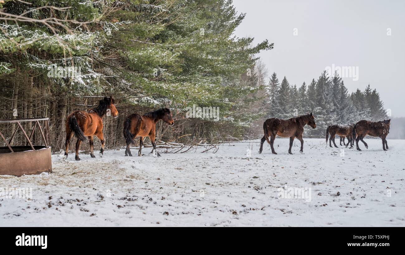 Alimentazione di cavalli in inverno Foto Stock