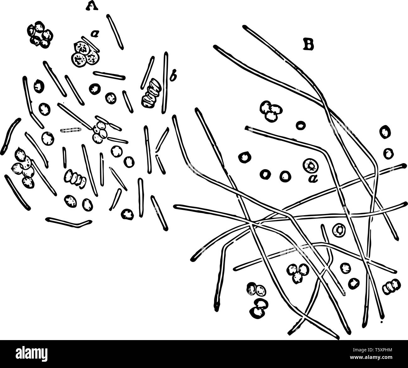 Bacilli mescolati con sangue corpuscules dal sangue di guinea pig alla linea vintage disegno incisione o illustrazione. Illustrazione Vettoriale